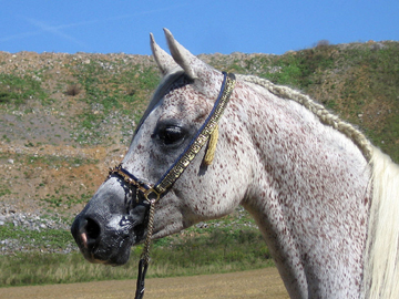 Asil Arabian Mare AC2008 0001