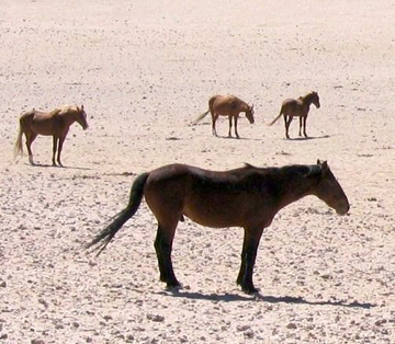 Chevaux de Namibie