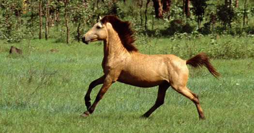 timor-pony.jpg (33918 octets)