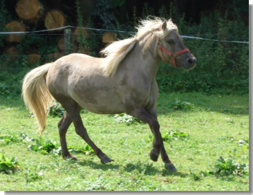 Poney allemand classique