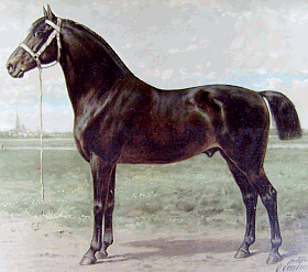 Frison oriental, lithographie de 1898
