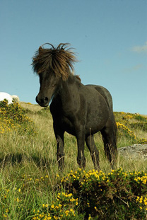 Dartmoor