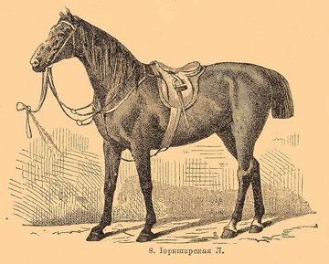 Carrossier du Yorshire