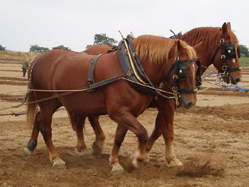 Suffolk Punch