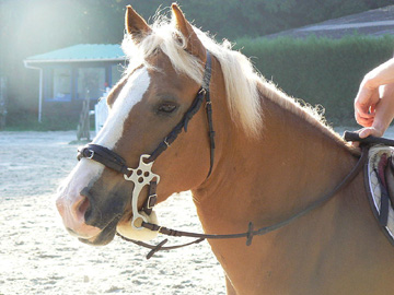 Haflinger