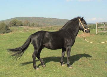 Poney bosnien