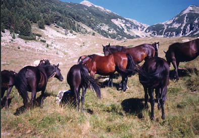 Haflinger