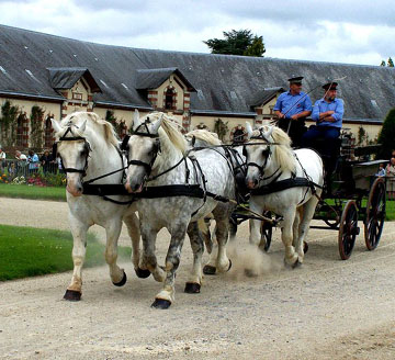 Percheron