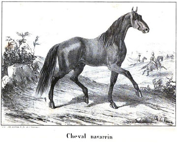 Cheval Navarrin