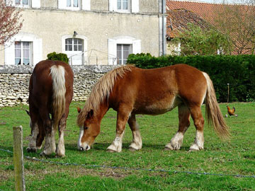 Le Breton