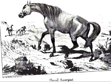 Cheval d'Auvergne