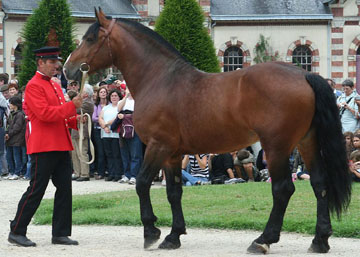 Le Cob normand