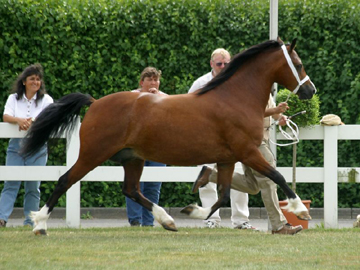 Welsh Pony Cob