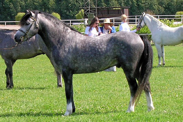 Cheval finnois