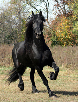 Frison
