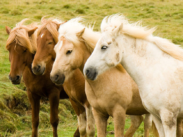 Chevaux islandais