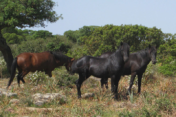 Chevaux de la Giara