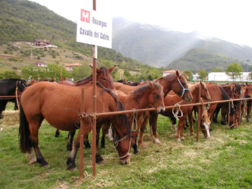 Chevaux de Catria