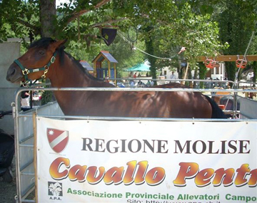 Cheval de Pentro