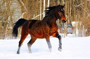 Chevaux islandais