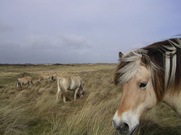 Poneys Fjords