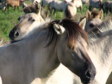 Konik