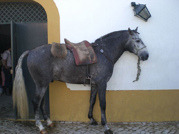 Lusitanien