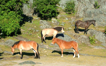 Poneys Götland