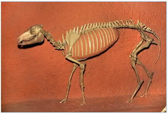 Mesohippus.jpg